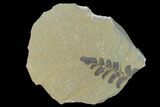 Pennsylvanian Fossil Fern (Neuropteris) Plate - Kentucky #142401-1